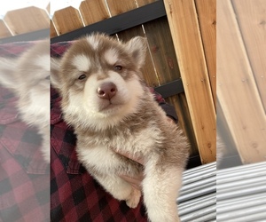 Alaskan Malamute Puppy for sale in MADISON, CA, USA
