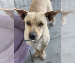 Chi-Corgi Dogs for adoption in Van Nuys, CA, USA
