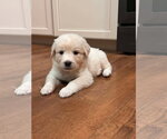 Small #4 Akbash-Great Pyrenees Mix