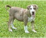 Small #4 Catahoula Leopard Dog