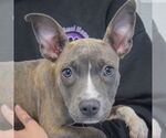 Small #1 American Staffordshire Terrier-French Bulldog Mix