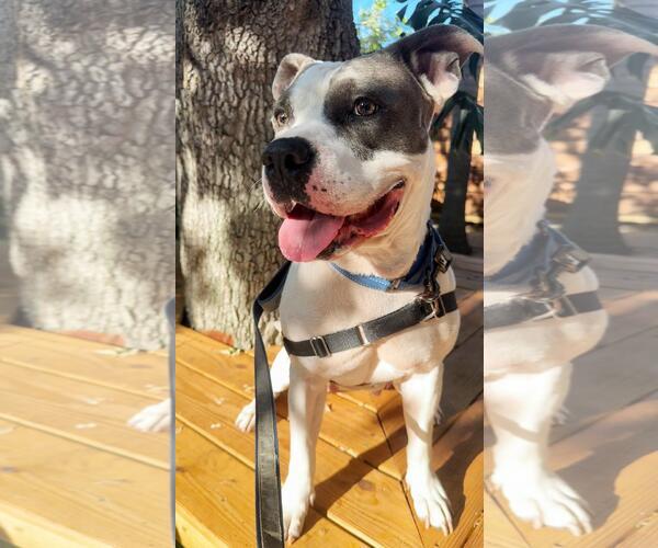 Medium Photo #1 American Bulldog Puppy For Sale in Pompano Beach , FL, USA