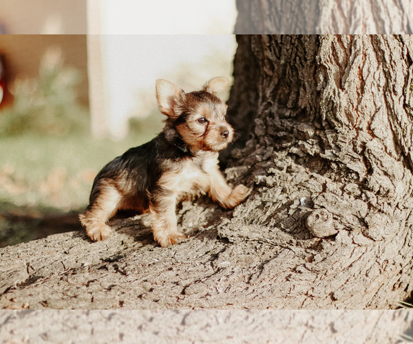 Medium Photo #32 Yorkshire Terrier Puppy For Sale in FOREST HILL, TX, USA