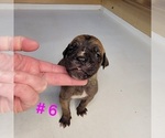 Puppy Puppy 6 Cane Corso