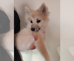 Small Photo #104 Pomsky Puppy For Sale in LOVELAND, CO, USA