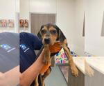 NEO - Female Beagle-Unknown Mix Dog for Adoption - Small photo
