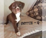 Small #1 Boxer Mix