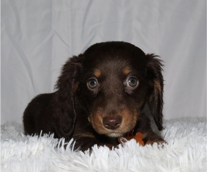 Dachshund Puppy for Sale in INDEPENDENCE, Iowa USA