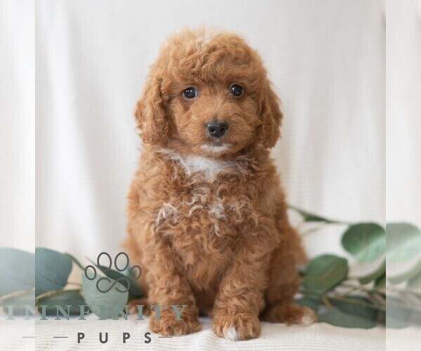 Medium Photo #2 Poodle (Miniature) Puppy For Sale in DORNSIFE, PA, USA