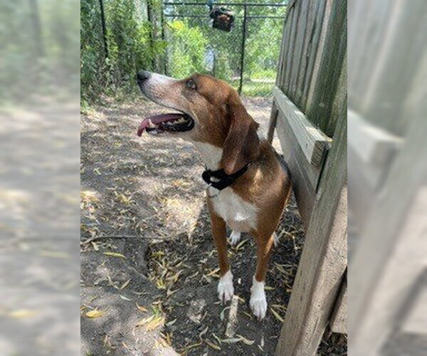 Medium Photo #3 Beagle-Unknown Mix Puppy For Sale in Elmsford, NY, USA