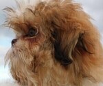 Small Photo #2 Shih Tzu Puppy For Sale in ENKA, NC, USA