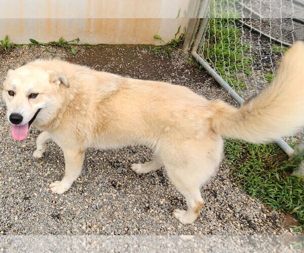 Medium Photo #3 Labrenees Puppy For Sale in Rockaway, NJ, USA