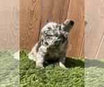 Small Photo #17 French Bulldog Puppy For Sale in PORTLAND, OR, USA