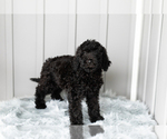 Small Photo #9 Poodle (Standard) Puppy For Sale in SHIPSHEWANA, IN, USA