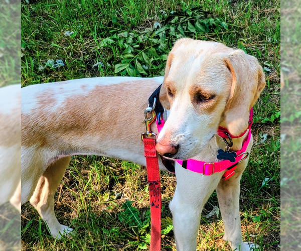 Medium Photo #2 English Coonhound-Unknown Mix Puppy For Sale in Plainfield, IL, USA
