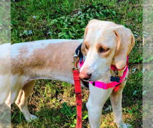 Esther - Female English Coonhound-Unknown Mix Dog for Adoption - Photo #2