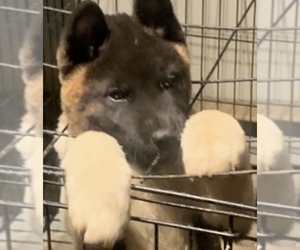 Akita Puppy for sale in COLUMBIA, PA, USA