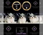 Small #6 Maltipoo