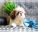 Small Photo #19 Shih Tzu Puppy For Sale in SYRACUSE, IN, USA
