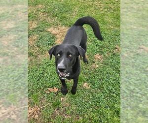 Labrador Retriever Dogs for adoption in Riverside, CA, USA