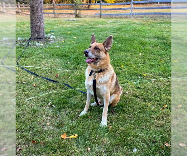 Medium Photo #1 German Shepherd Dog Puppy For Sale in Millburn, NJ, USA