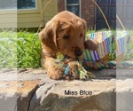 Small Photo #14 Golden Retriever Puppy For Sale in BEDFORD, TX, USA