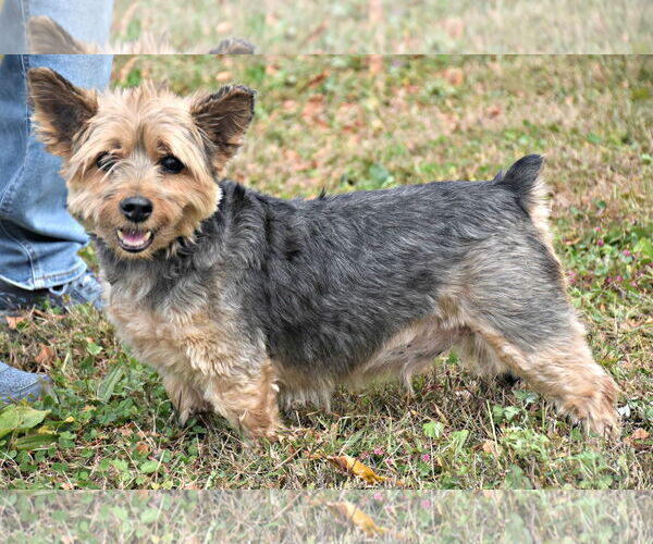 Medium Photo #1 Mutt Puppy For Sale in Spring Lake, NJ, USA