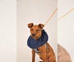 Small #1 Jack Russell Terrier-Labrador Retriever Mix