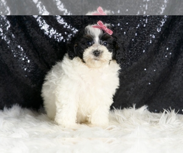 Medium Photo #2 Poodle (Toy) Puppy For Sale in WARSAW, IN, USA
