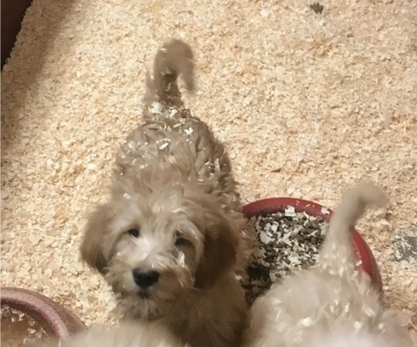 Medium Photo #1 Goldendoodle Puppy For Sale in EASTON, MA, USA