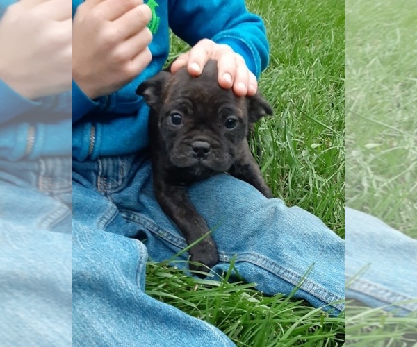 Medium Photo #1 French Bulldog Puppy For Sale in OCONTO, WI, USA