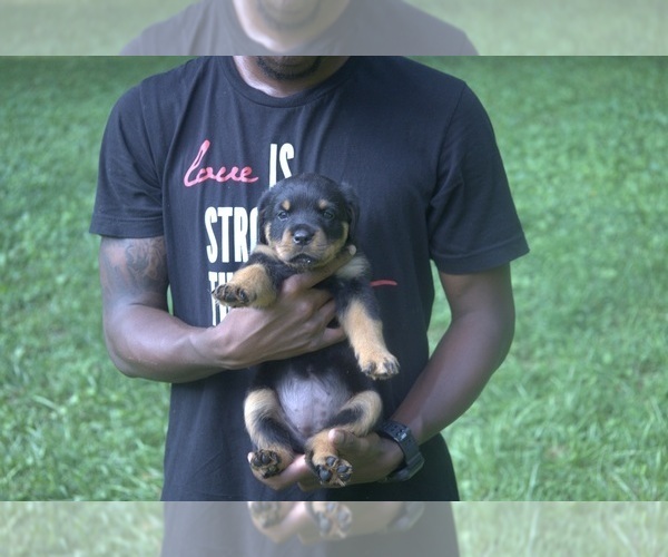 Medium Photo #7 Rottweiler Puppy For Sale in MABLETON, GA, USA
