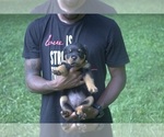 Small Photo #7 Rottweiler Puppy For Sale in MABLETON, GA, USA
