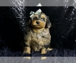Small Photo #60 Morkie Puppy For Sale in WARSAW, IN, USA