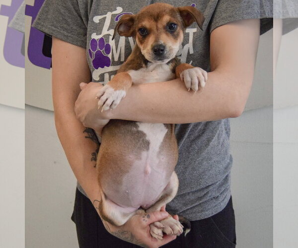 Medium Photo #4 Jack Russell Terrier-Unknown Mix Puppy For Sale in Huntley, IL, USA