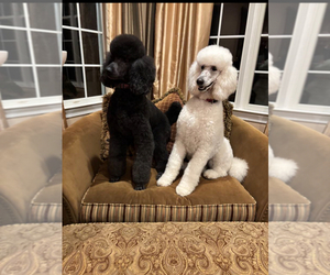 Father of the Poodle (Standard) puppies born on 05/08/2025