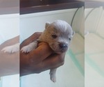 Small Photo #9 Pomeranian Puppy For Sale in ANNISTON, AL, USA