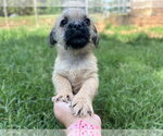 Small #2 Pug Mix