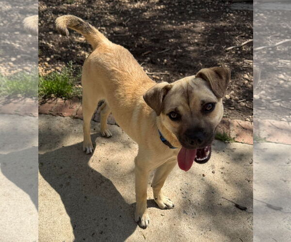 Medium Photo #3 Pug-Unknown Mix Puppy For Sale in Woodbury, NY, USA
