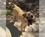 Small #2 Pug Mix