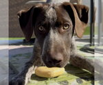 Small Photo #2 German Shorthaired Pointer Puppy For Sale in Minneapolis, MN, USA