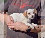 Small #2 Bichon Frise Mix