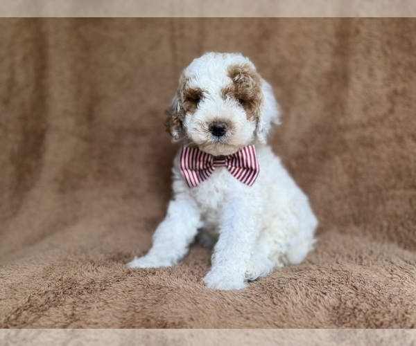 Medium Photo #5 Poodle (Miniature) Puppy For Sale in LAKELAND, FL, USA