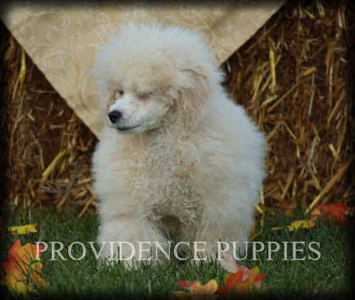 Medium Photo #83 Poodle (Miniature) Puppy For Sale in COPPOCK, IA, USA