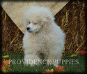 Small Photo #83 Poodle (Miniature) Puppy For Sale in COPPOCK, IA, USA