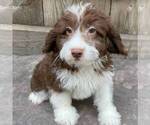 Small Photo #2 Aussiedoodle Miniature  Puppy For Sale in DRY RUN, PA, USA