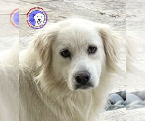 Great Pyrenees Dogs for adoption in Spring, TX, USA