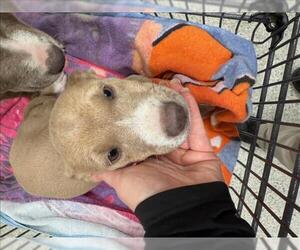 American Pit Bull Terrier-Unknown Mix Dogs for adoption in Conroe, TX, USA