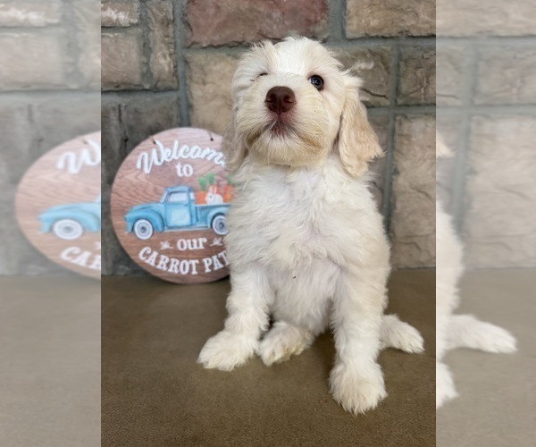 Medium Photo #5 Portuguese Water Dog Puppy For Sale in SWARTZ CREEK, MI, USA
