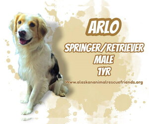 Spangold Retriever Dogs for adoption in Anchorage, AK, USA